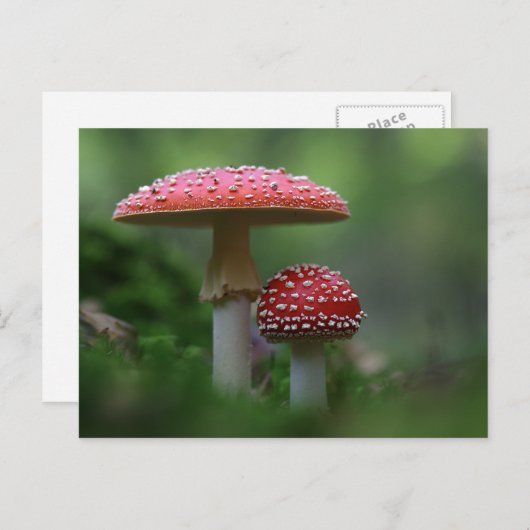 Magical Mushrooms Postcard Briefkaart (Voorkant / Achterkant)