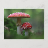 Magical Mushrooms Postcard Briefkaart (Voorkant)