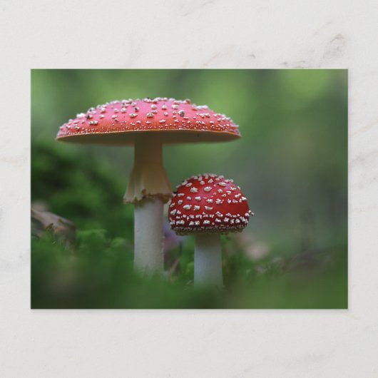 Magical Mushrooms Postcard Briefkaart (Voorkant)
