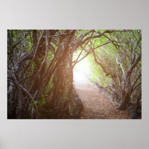 Magisch bos in de ochtend poster