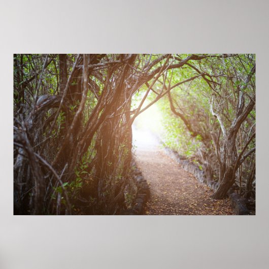 Magisch bos in de ochtend poster (Voorkant)