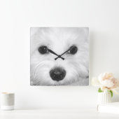 Magische blik Maltees in de glint van de ogen & no Vierkante Klok (Huis)