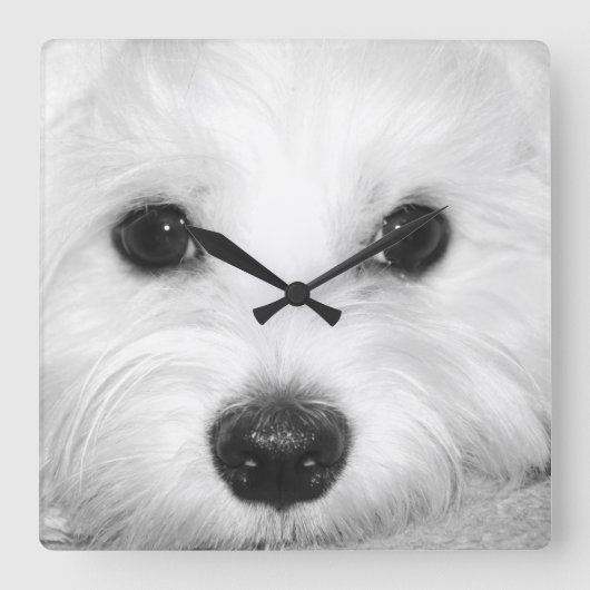 Magische blik Maltees in de glint van de ogen & no Vierkante Klok (Voorkant)