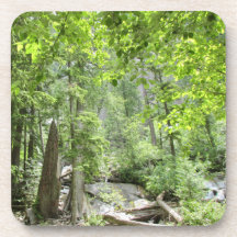 Magische Green Forest Scene.