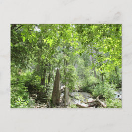 Magische Green Forest Scene. Briefkaart