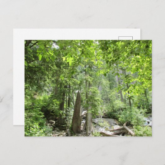 Magische Green Forest Scene. Briefkaart (Voorkant / Achterkant)