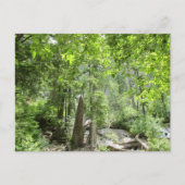 Magische Green Forest Scene. Briefkaart (Voorkant)