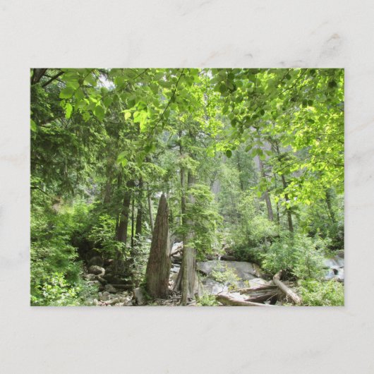 Magische Green Forest Scene. Briefkaart (Voorkant)