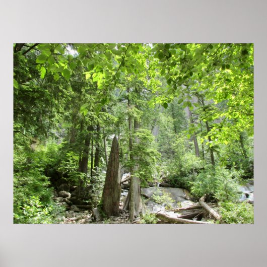 Magische Green Forest Scene. Poster (Voorkant)