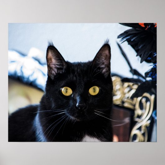 magische katten ogen poster (Voorkant)