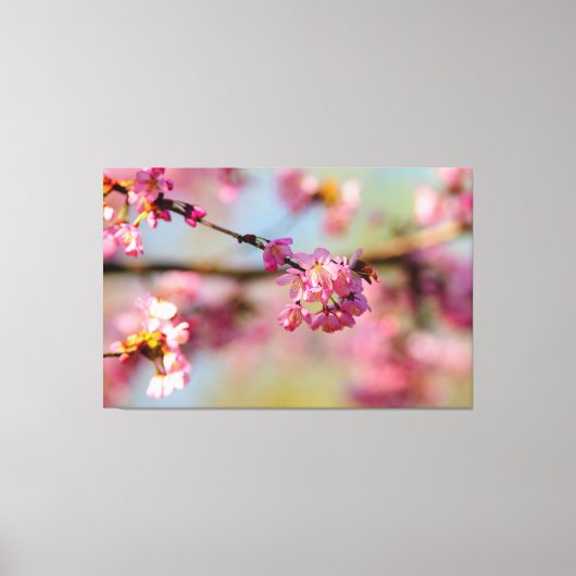 Magische kleuren van de Sakura-tuin in het voorjaa Canvas Afdruk (Voorkant)