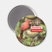 Magische mannetkardinaal magneet (Voorkant / Achterkant)