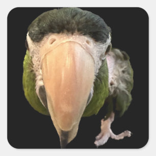 magische mikey super stickers