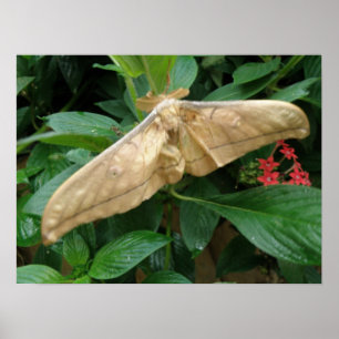 Magische Moth Print