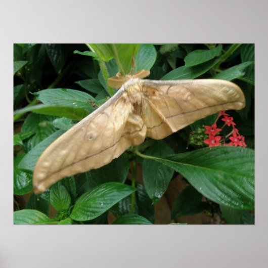 Magische Moth Print (Voorkant)