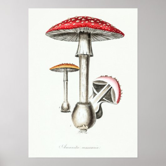  Magische paddenstoelen Illustratie Poster (Voorkant)