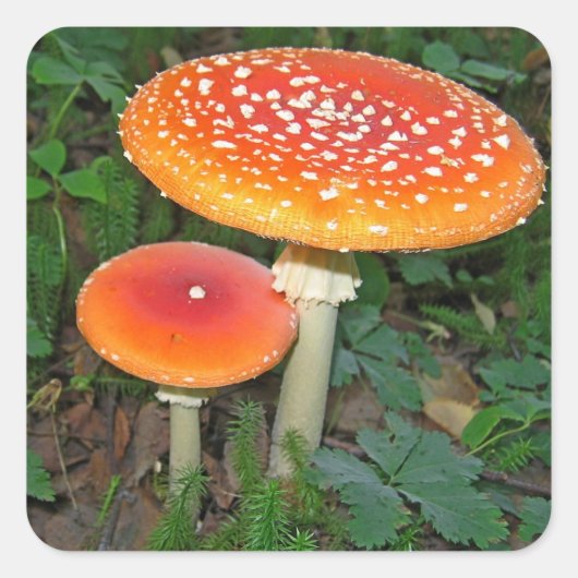 Magische paddenstoelen vierkante sticker (Voorkant)