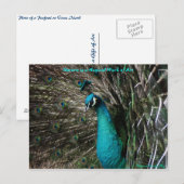Magische Peaccock-Natuur is Kunstbriefkaart Briefkaart (Voorkant / Achterkant)