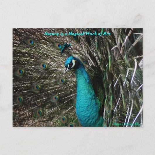 Magische Peaccock-Natuur is Kunstbriefkaart Briefkaart (Voorkant)