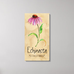 Magische Planten Echinacea 13,22 x 25,52' Canvas Afdruk