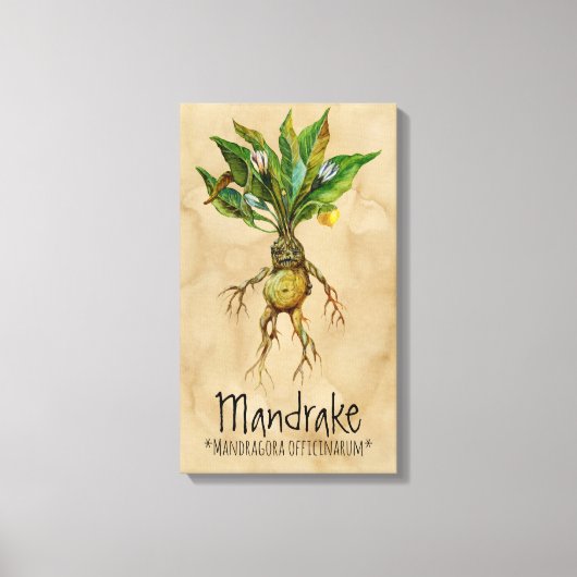 Magische Planten Mandrake 12,84' x 21,93' Canvas (Voorkant)