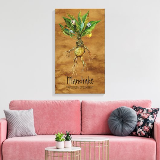 Magische Planten Mandrake 12,84' x 21,93' Canvas Afdruk (Insitu (Woonkamer))