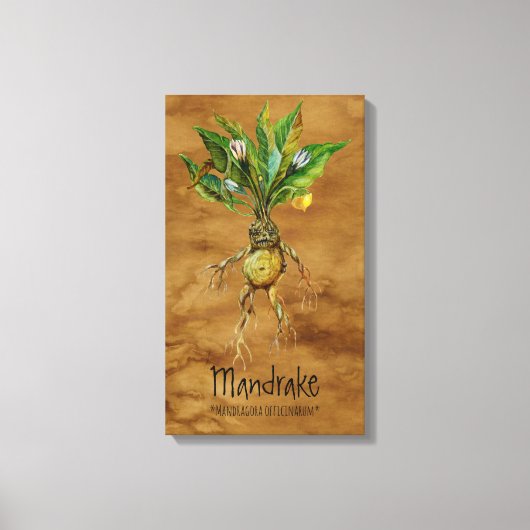 Magische Planten Mandrake 12,84' x 21,93' Canvas Afdruk (Voorkant)