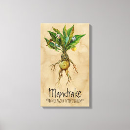 Magische Planten Mandrake 12,84' x 21,93' Canvas Afdruk