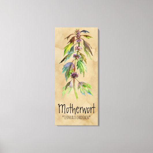 Magische Planten Motherwort 18,30 x 41,73' Canvas Afdruk (Voorkant)