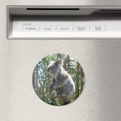 Magneet Adopt A Koala Australië ZIZZAGO (Insitu (Vaatwasser))