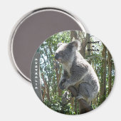 Magneet Adopt A Koala Australië ZIZZAGO (Voorkant / Achterkant)