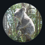 Magneet Adopt A Koala Australië ZIZZAGO<br><div class="desc">Magneet Adopt A Koala Australië ZIZZAGO Adopt a Wildlife Child 10 minuten ten noorden van de luchthaven Gold Coast, 20 minuten ten zuiden van Surfers Paradise. Ik heb een Koala geadopteerd! Uw bijdrage aan ons Adopt a Wildlife Child-programma zal het Sanctuary helpen bij de kosten voor het houden van uw...</div>
