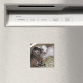 Magneet ~ Baby Geit :: Liefde (Insitu (Vaatwasser))