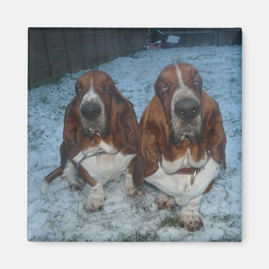 Magneet Basset Hound Brothers (Voorkant)