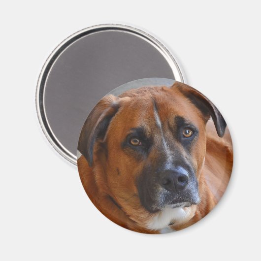 magneet - Baxter (Voorkant / Achterkant)