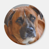 magneet - Baxter (Voorkant)