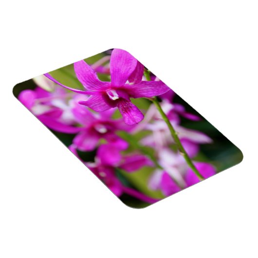 Magneet - Cooktown Orchid (Rechterzijde)
