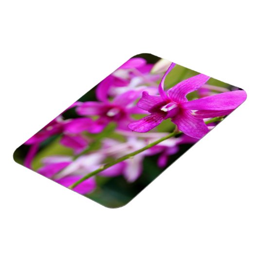 Magneet - Cooktown Orchid (Linkerzijde)