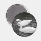 Magneet - Coscorba Swan Paar (Voorkant / Achterkant)