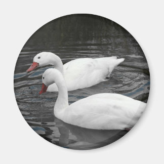 Magneet - Coscorba Swan Paar