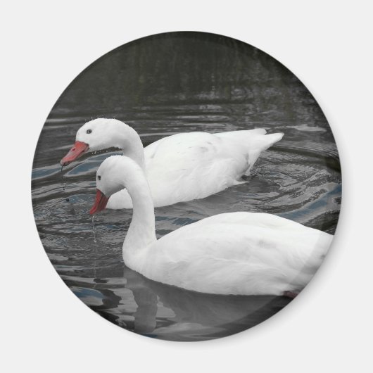 Magneet - Coscorba Swan Paar (Voorkant)