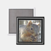 Magneet - Eekhoorn in zwart Lijst (Voorkant / Achterkant)