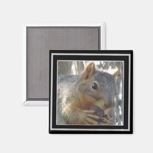 Magneet - Eekhoorn in zwart Lijst (Voorkant / Achterkant)