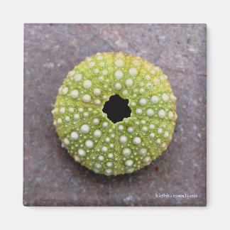 Magneet - Egel