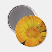 Magneet - Gele bloem met waterdruppels (Voorkant / Achterkant)