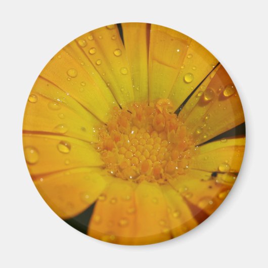 Magneet - Gele bloem met waterdruppels (Voorkant)