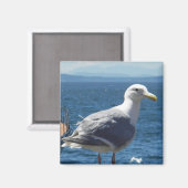Magneet: Glaucous-gevleugelde zeemeeuw Magneet (Voorkant / Achterkant)