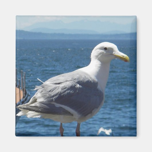 Magneet: Glaucous-gevleugelde zeemeeuw Magneet (Voorkant)