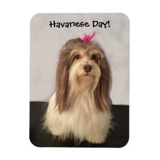 Magneet, HAVANESE DAY! door Nancy Lee Garrett Magneet
