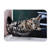 Magneet: Kitten Magneet (Horizontaal)